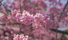 樱花视频下载,轻松获取精彩瞬间，留住美好回忆